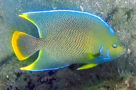 Image of Angelfish