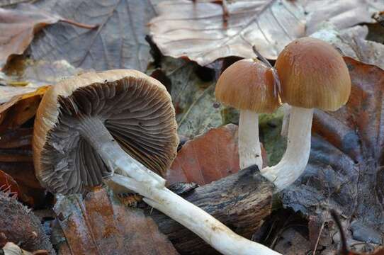 Imagem de Psathyrella fusca (J. E. Lange) A. Pearson 1952