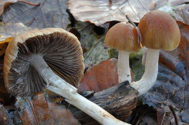 Image of Psathyrella fusca (J. E. Lange) A. Pearson 1952