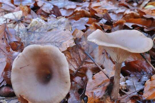 Image of Pseudoclitocybe