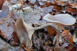 Image of Pseudoclitocybe