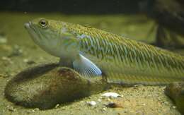 Image of Trachinus