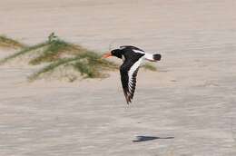 Image of oystercatchers