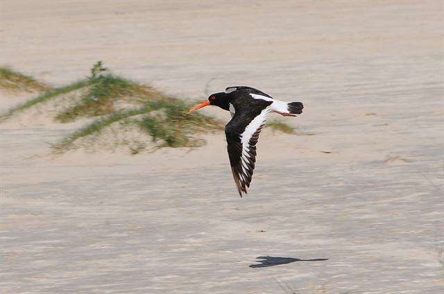 Image de Haematopodidae