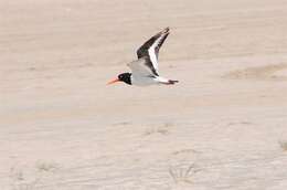 Image of oystercatchers