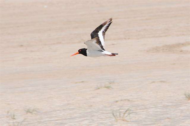 Image of oystercatchers