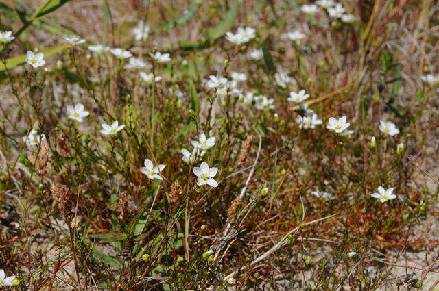 Image of pearlwort