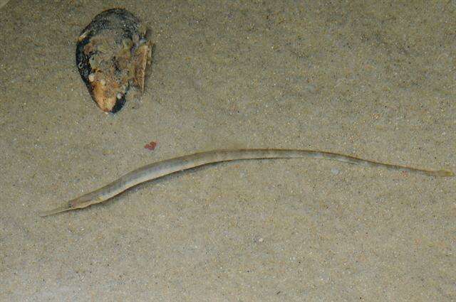 Image of seaweed pipefish