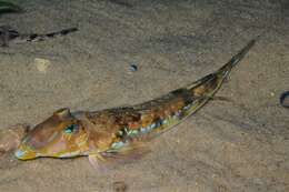 Image of Callionymus