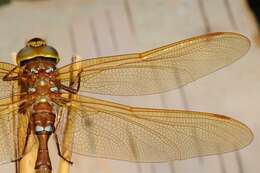 Image of Brown Hawker