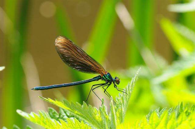 Image of Jewelwings