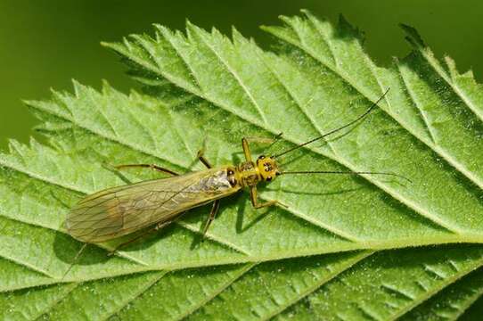 Perlodidae resmi