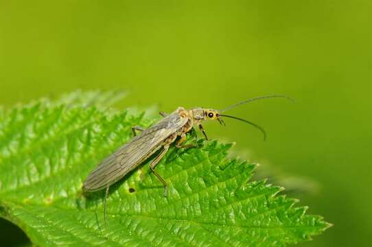 Image of perlodid stoneflies