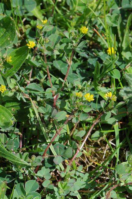 Plancia ëd Trifolium