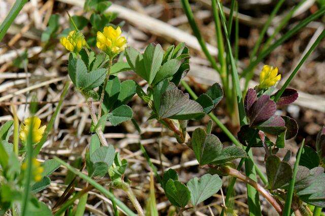 Plancia ëd Trifolium