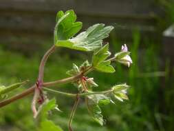 Image of Round-leaved Crane's-bill