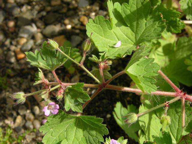 Image of Round-leaved Crane's-bill