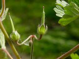 Image of Round-leaved Crane's-bill