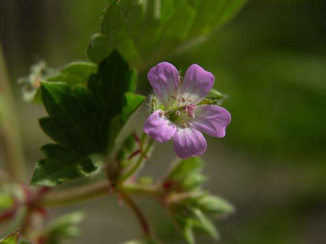 Image of Round-leaved Crane's-bill