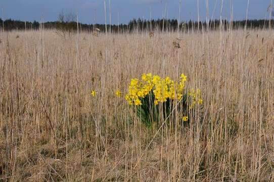 Image of daffodil