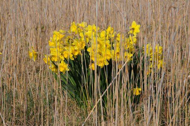 Image of daffodil