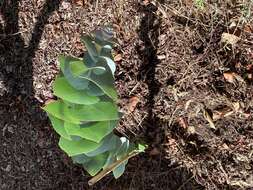 Image of Eucalyptus rhodantha Blakely & Steedm.