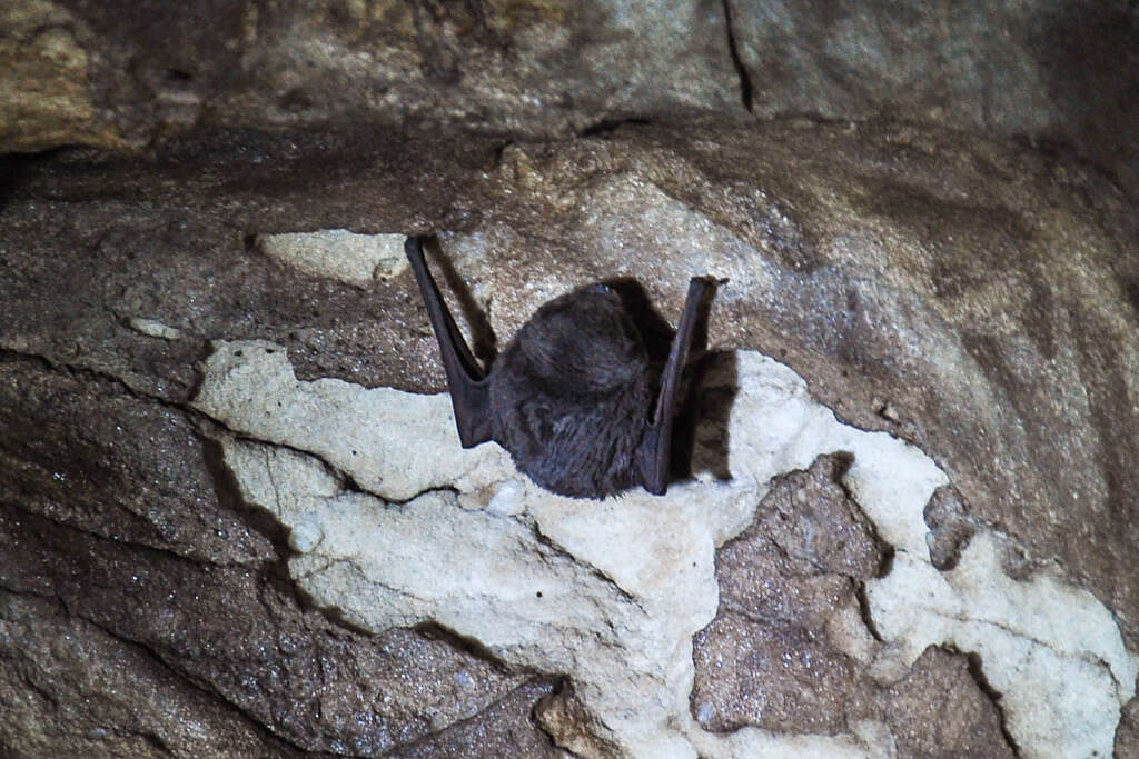 Image of Natal Long-fingered Bat