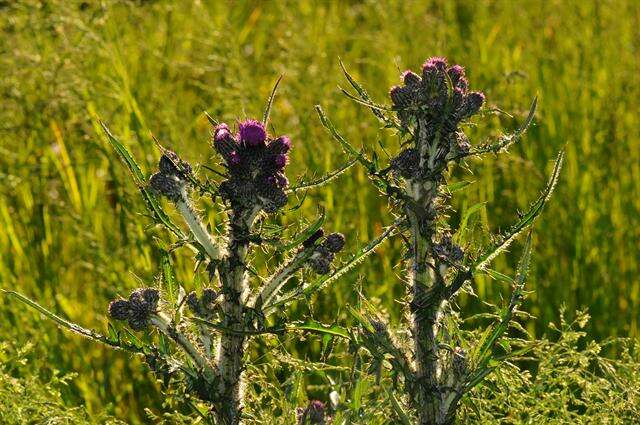 Imagem de Cirsium