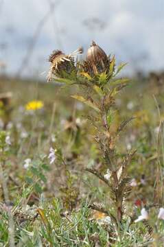 Carlina resmi