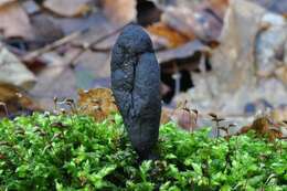 Image of Xylaria