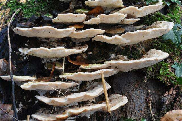 Image of Trametes