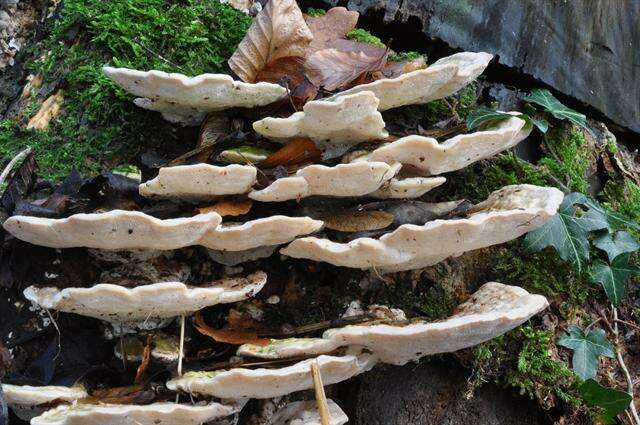 Image of Trametes