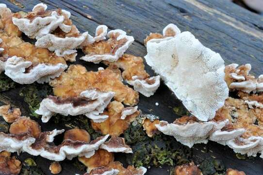 Image of Trametes