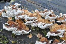 Image de Trametes