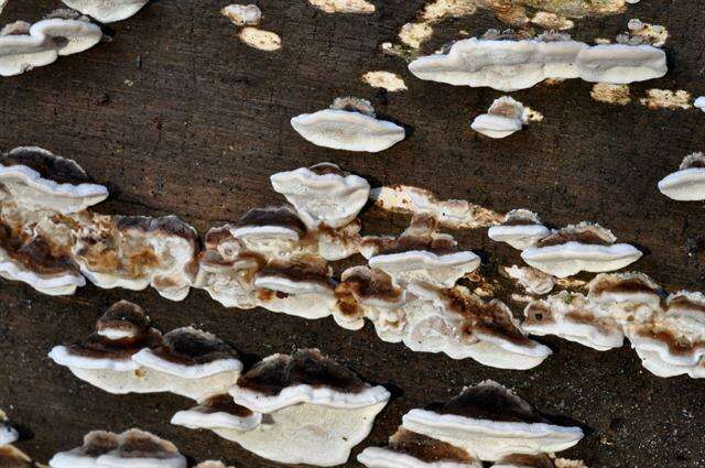 Image of Trametes