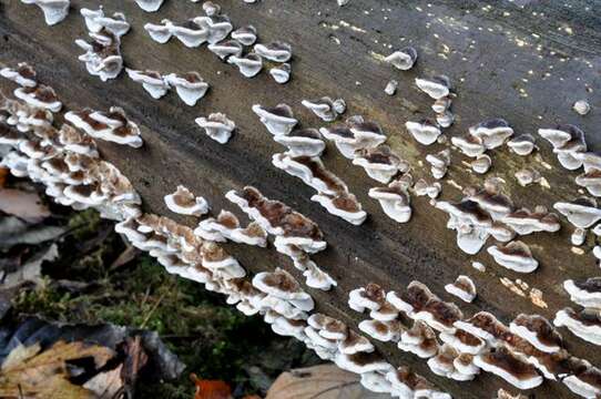 Image of Trametes