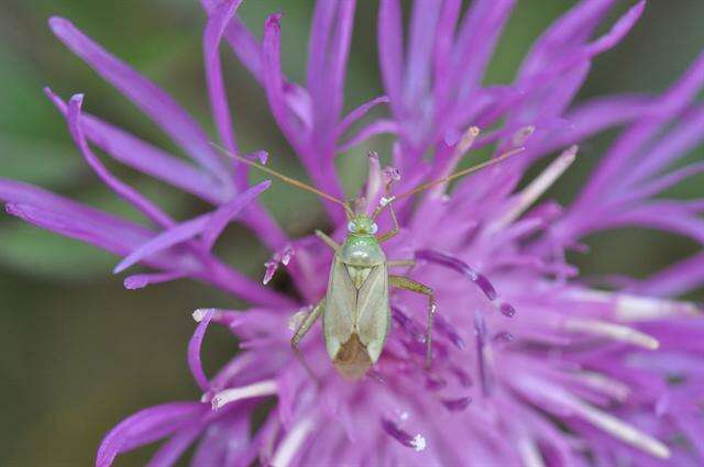 Image of Adelphocoris