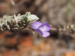 صورة Eremophila jucunda Chinnock