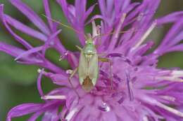 Image of Adelphocoris