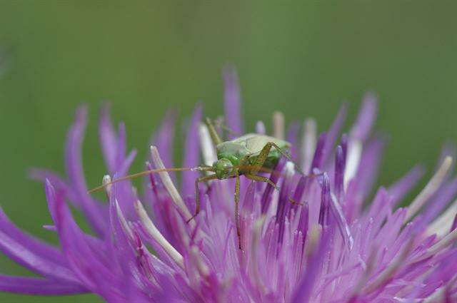 Image of Adelphocoris