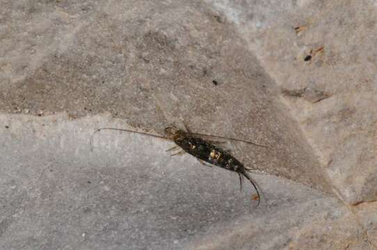 Image of jumping bristletails