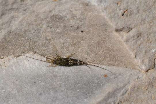 Image of jumping bristletails
