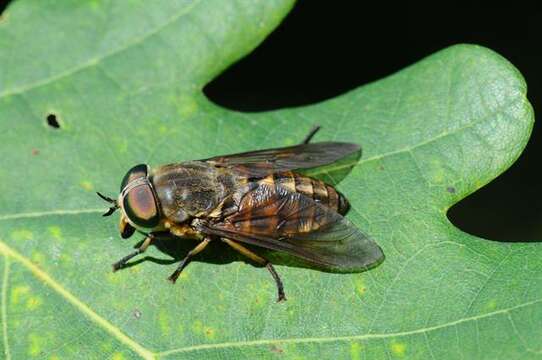 Image of horse and deer flies