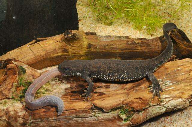 Image of Crested and marbled newts