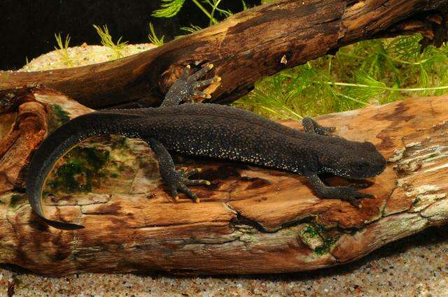 Image of Crested and marbled newts