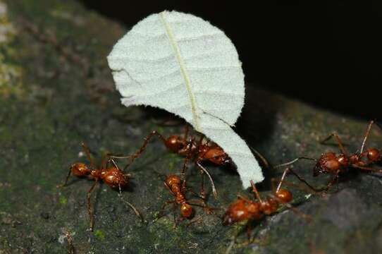 Image of leaf-cutter ants