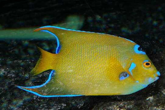 Image of Angelfishes