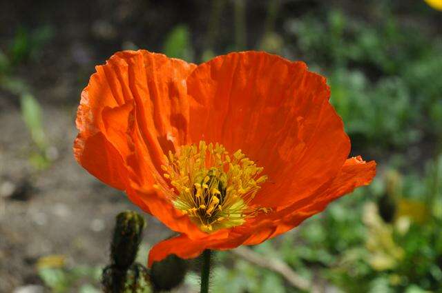 Image of Iceland Poppy