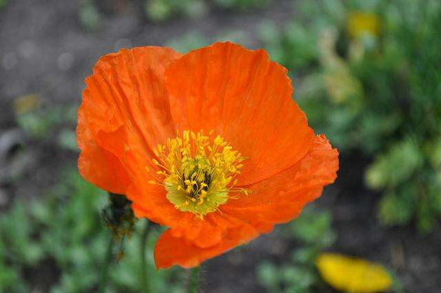 Image of Iceland Poppy