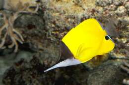 Image of Longnose butterflyfishes